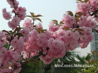 樱花烂漫